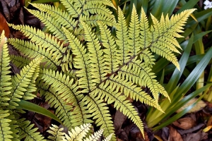 Fern Athyrium 'Limelight' New 2024